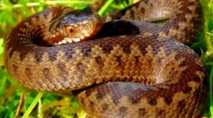 Stock foto snake vijuuki: trujący mieszkaniec lasów